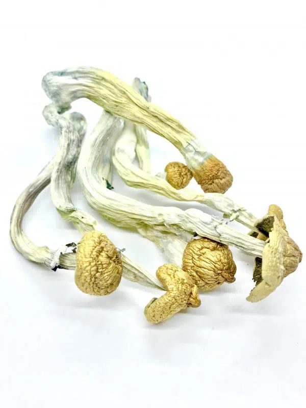 HillBilly Cubensis Magic Mushroom