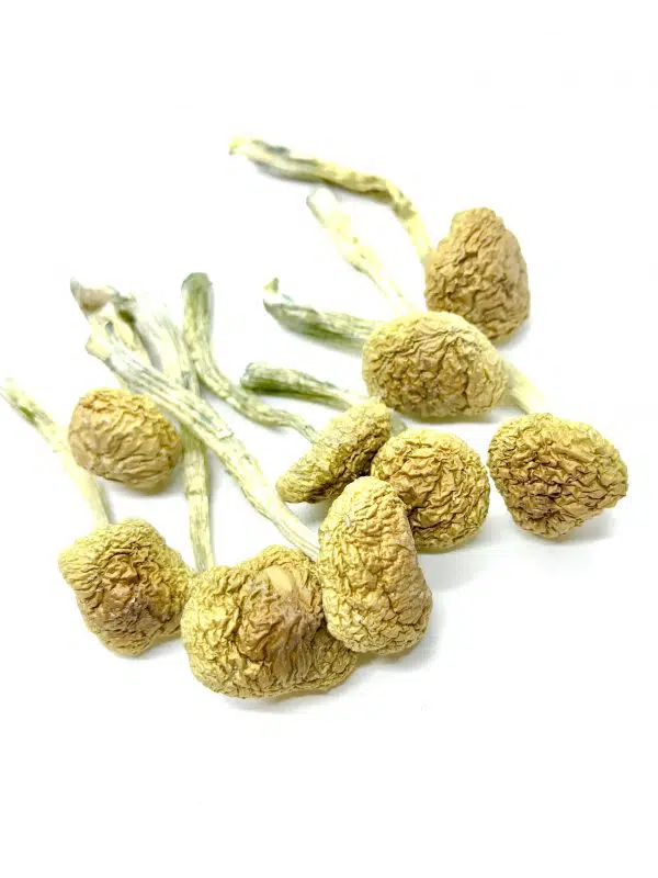 Wollygong Magic Mushroom